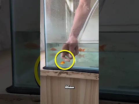 نقل السمكة بطريقة مبتكرة😮؟!