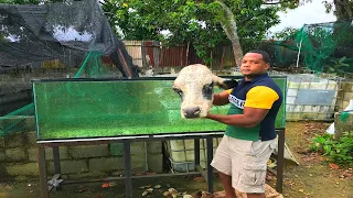 12000 renacuajos devoran una cabeza de torro en 144 horas