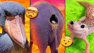 100 DATOS CURIOSOS DE ANIMALES QUE NO SABÍAS 🤯