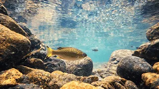 Relaxing Freshwater Stream - Underwater View & Peaceful Music
