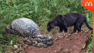 QUANDO A ONÇA PRETA ENCONTRA UMA COBRA