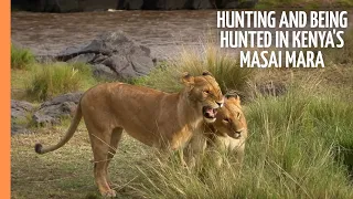 Hunting and being hunted in Kenya's Masai Mara | Full Documentary