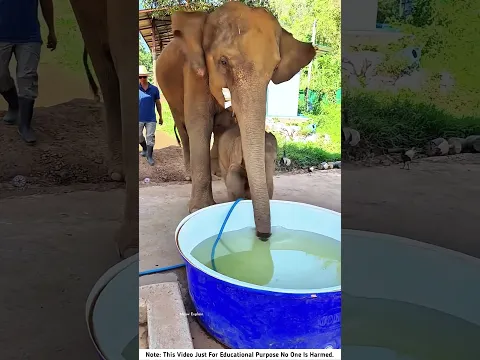 The baby elephant is having fun in the water tub