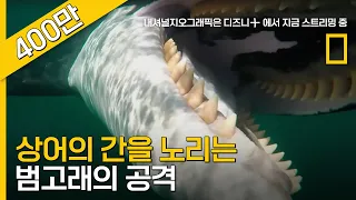 범고래에게 간만 빼 먹히고 버려지는 상어