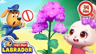 🌵 An toàn với những loài cây dại 🌳Nhận biết những loài cây🚨👮 Cảnh sát trưởng Labrador Vietnam🚔