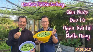 Giàn Mướp "Bao Tử" Ngàn Trái Tại Kløfta Nauy, 09.08.2021