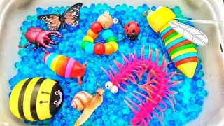 Learn bugs insects names for babies, toddlers, preschoolers & kids