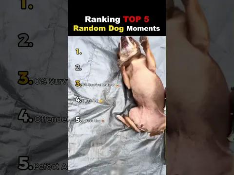 TOP 5 Random Dog Moments 😭😭
