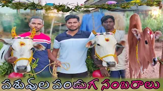 కనుమ సంబరాలు మన ఆవులతో //unbeatable culture vlog/comedy vlog /information vlog /unbeatable culture//