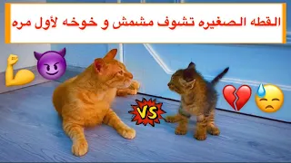 القطه الصغيره الجديده تتعرف على مشمش و خوخه 😍 شوفوا ايش صار معهم 😱💔 / Mohamed Vlog