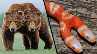 Top Incredible Two Headed Animals.