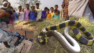 कैमरा में कैद हैरतंगेज कारनामा, कोबरा और आहिराज साँप की लड़ाई हुई, Amazing Dangerous Snake fight