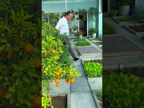 After retirement I live a rural life raising chickens and growing vegetables