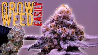 I FOUND MY PRIZED PHENO & REVEGGED HER! GROWING WEED FROM SEED TO HARVEST (REVEGING TIMELAPSE)