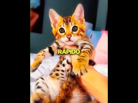 No Era Un Gato Normal! 😳🐆 #ultra