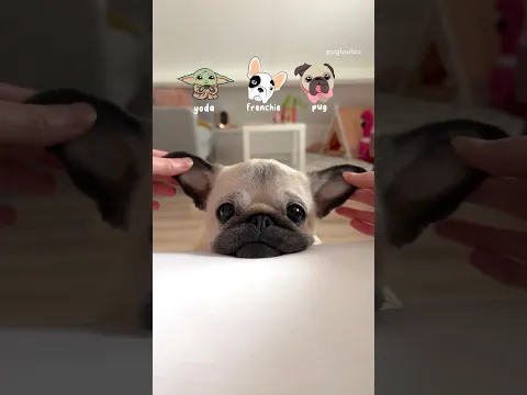 Yoda, Frenchie or PUG? 🐶💚 #pug #dog #funny