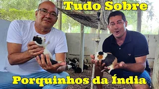 Tudo que Precisa saber antes de começar a criar Porquinhos da Índia/ Prof. Ronaldo Vasconcellos