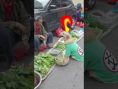 dog carries a basket to buy groceries, 4 cucumbers for 5 yuan狗狗拎著籃子買菜，5元4根黃瓜