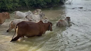 Cows swimming 100m across lake to graze at remote National Trust wildlife haven