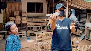 NEMENIN SAFKI MILIH MERPATI KE PENJUAL BURUNG