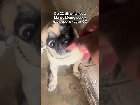 DIA 22 ALIMENTANDO A MONEY PUGGY!! 🐶#robaunbrainrot #roblox #memes