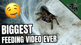 TIME TO FEED ALL!