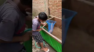 Kumpulan Video Ikan Lele Albino Ku Kabur Ke Teras Rumah