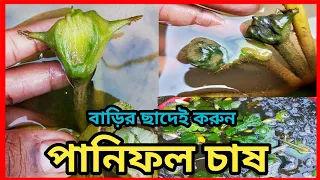 ছাদবাগানে পানিফল চাষ পদ্ধতি ।। How to grow Water chestnut ।।