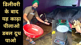 डिलीवरी के बाद दे यह काढ़ा बढ़ेगा दूध 100%| Calf Birth in Dairy Farm | Pashu palan Delivery tips