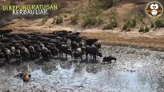 Dendam Membara.! Ratusan Kerbau Membabi Buta Serang Kawanan Singa, Ternyata ini Penyebabnya...