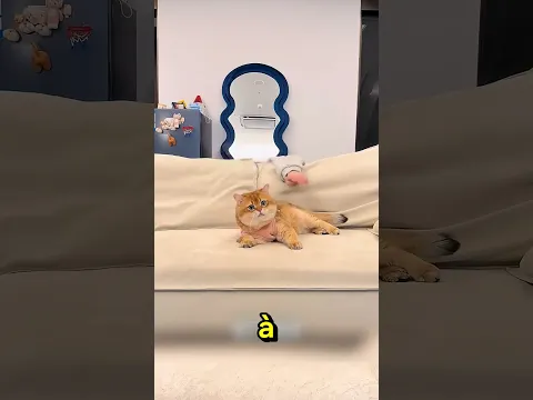 La fille espiègle a fait une blague à sa chatte