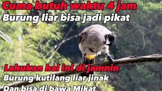 ▶️ tutorial menjinakan burung KUTILANG liar || cuma butuh waktu 4 jam langsung bisa di bawa Mikat