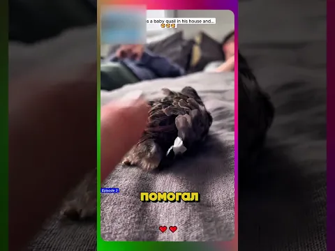 🕊️ Мужчина Выкрал Птенца у Мамы Птицы ШОК!!!
