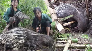 ใส่แห้วดักตัวเม่นในป่าสุดยอดมาก สาวดอย Hunting cuab nta npuj mag tsaug