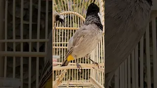 أقوى تغريد بلبل وحشي 😍