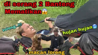 BOPO DEWA DI SERANG BANTENG GANAS😱-arekbudoyo
