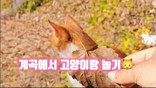 계곡에서 고양이랑 놀기🌼