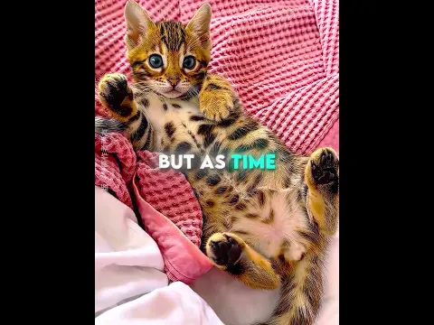 This Man FOUND a Rare Exotic Cat 🐱💛 #usa
