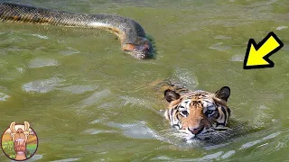 Combats Rares et Inhabituels Entre Animaux Filmées Par Caméra !