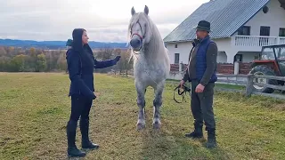 Tropote prin Bucovina #2 Ilie HUTAN - @PromovariCaiRomania si #alexandradelahidalgo #horse #cal #cai