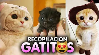 SHORTS DE GATITOS ADORABLES 😺 La Mejor Recopilación