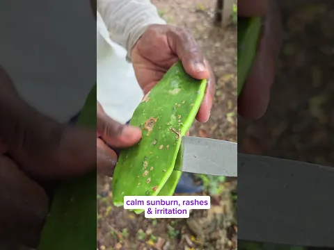 How to use Tuna Cactus The Best Way for Sunburn and Winter hydration