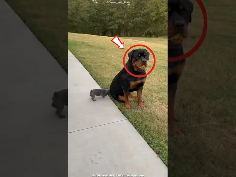A new puppy arrived… and the old dog suddenly felt left out. 😢💔