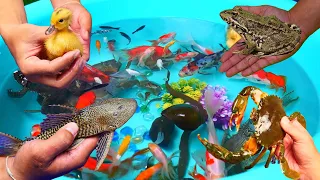 Frog Duck Crab Pleco Black King Fish Goldfish Koi Carp Fish Turtle Betta Neon Fish Cute Animal Video