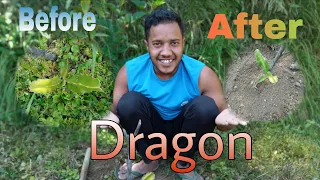 Village Vibes 🥵|  Dragon Fruit Farm Clean-Up |  JSR vlogs  |