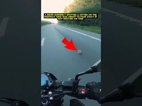 Cat Rescued from Heavy Traffic 🥹💔 #shorts
