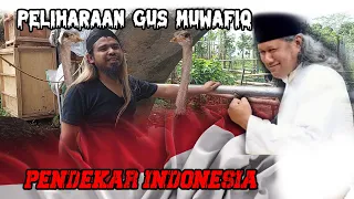 PENDEKARNYA INDONESIA GUS MUWAFIQ || PELIHARA BURUNG TERBESAR DIDUNIA