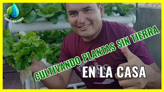 Sistemas hidropónicos en casa| Cultiva sin suelo en tu Casa