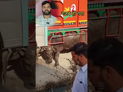 भैंस गई पानी में सुना होगा 👉अब ये देखो