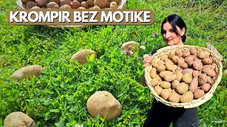 4 NAJLAKŠA Načina Za Sadnju Krompira